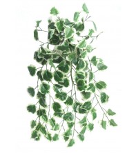 Holland ivy zeleno-bílá 70 cm