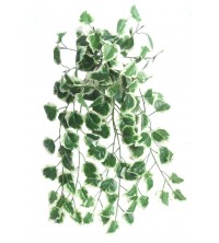 A Holland ivy, 70 cm