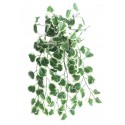 Holland ivy převis zeleno-bílá 70 cm