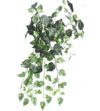 Pothos zelený převis 80 cm