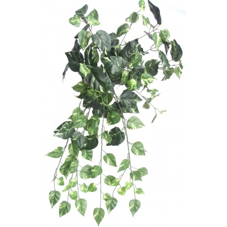 Pothos