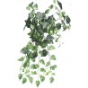Pothos