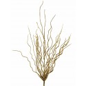 Větvička mořská tráva zlatá 50 cm