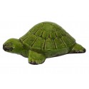 Želva zelená velká