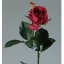 Růže fuchsiová 43 cm