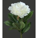 Pivoňka bílá 63 cm
