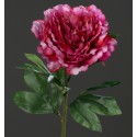 Pivoňka fuchsiová 63 cm