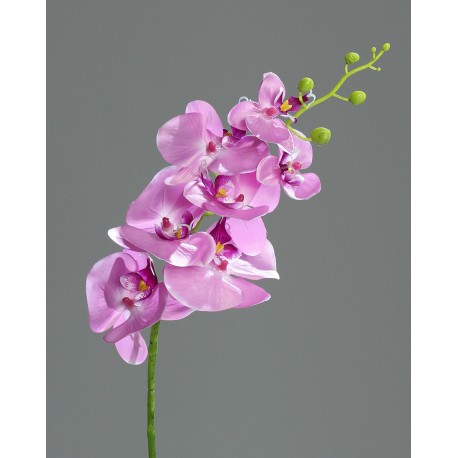 Phalenopsis