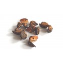 Hakea pods 10 ks