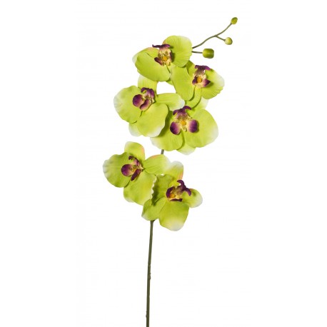 Phalenopsis