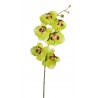 Phalenopsis