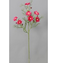 Cosmos Krásenka beauty 73 cm