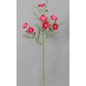 Cosmos Krásenka beauty 73 cm