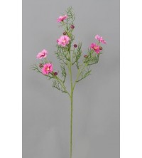 Cosmos, krásenka lavender 73 cm