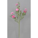 Cosmos, krásenka lavender 73 cm