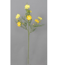 Cosmos, krásenka žlutá 73 cm