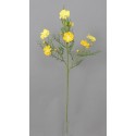 Cosmos, krásenka žlutá 73 cm