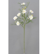Cosmos, krásenka bílá 73 cm