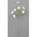 Cosmos, krásenka bílá 73 cm
