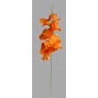 Gladiola
