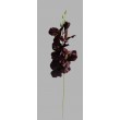 Gladiola