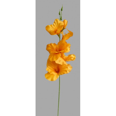 Gladiola