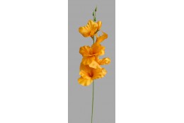 Gladiola žluto-červená 50 cm