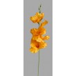 Gladiola