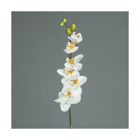 Orchidej