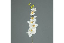 Orchidej krémová 78 cm