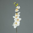 Orchidej
