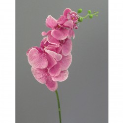 Orchidej růžová 86 cm