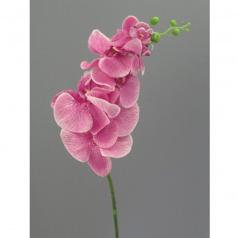 Orchidej