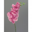 Orchidej