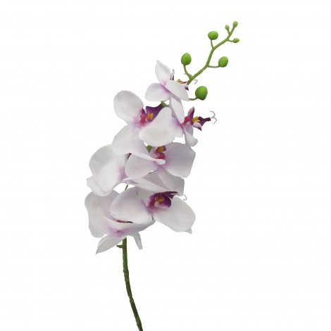 Orchidej