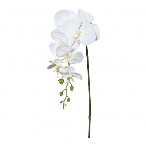 Orchidej