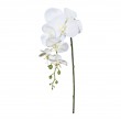 Orchidej