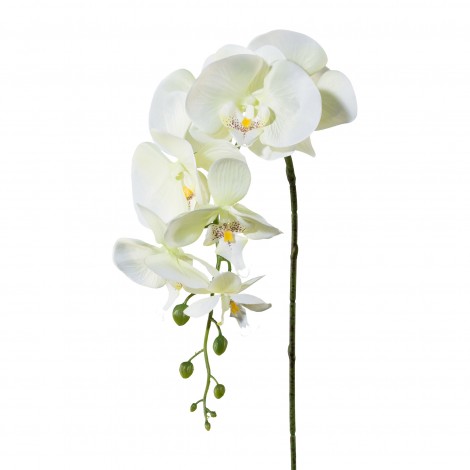 Orchidej