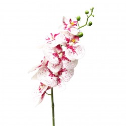 Orchidej bílo-tm.růžová kropenatá 86 cm