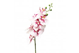 Orchidej bílo-tm.růžová kropenatá 86 cm