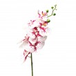 Orchidej