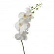 Orchidej