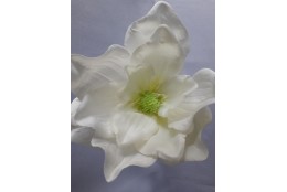 Magnolie krémová vazbová Ø 15 cm