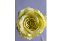 Růže zelinkavá velká vazbová 8*9 cm