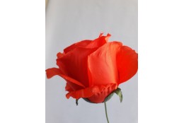 Růže červená velká vazbová velká 8*9 cm