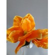 Magnolie, 6 barev