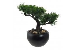 Bonsai borovice 19 cm