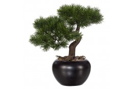 Bonsai borovice 25 cm