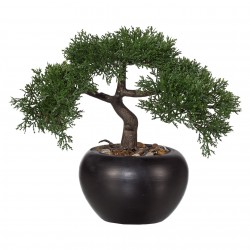 Bonsai cedr 25 cm