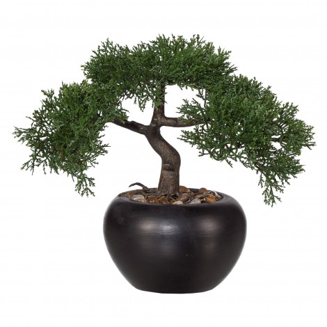 Bonsai cedr 26 cm
